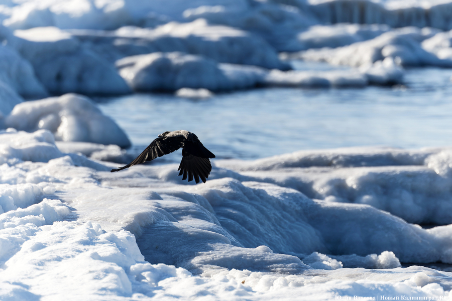 Балтика во льдах: как выглядит побережье после рекордных морозов