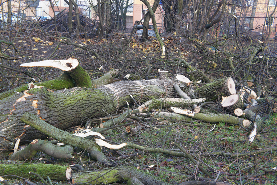 Циклон «Оли» повалил в Калининграде полтора десятка деревьев. Пять стволов упали на автомобили (фото) 