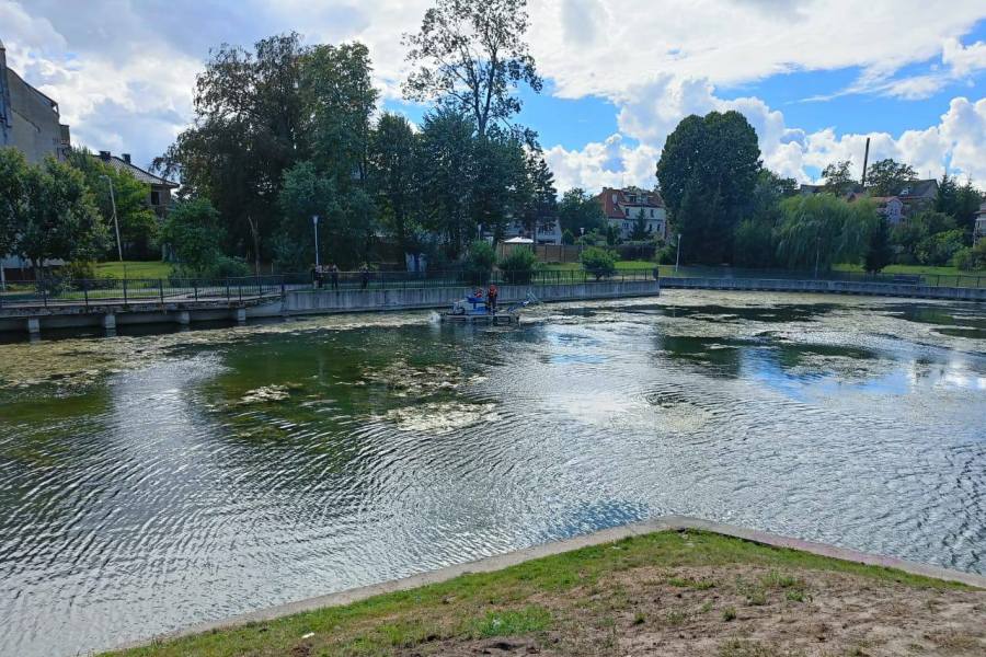 Массовой гибелью уток на озере Поплавок в Калининграде занялась прокуратура