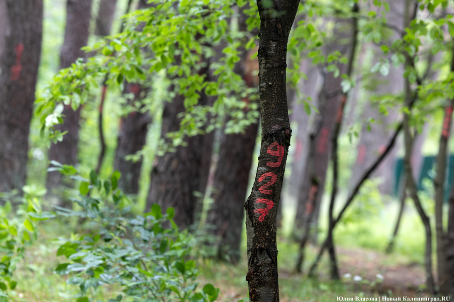 Планы развития к юбилею области: как губернатор в мкр. Космодемьянского выезжал (фото)