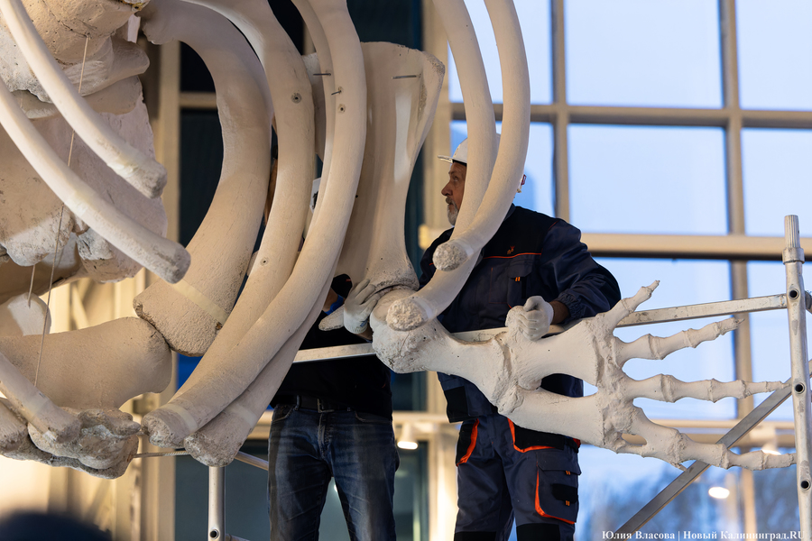 Первый «обитатель» «Планеты Океан»: скелет кашалота переезжает из «Глубины» (фото)