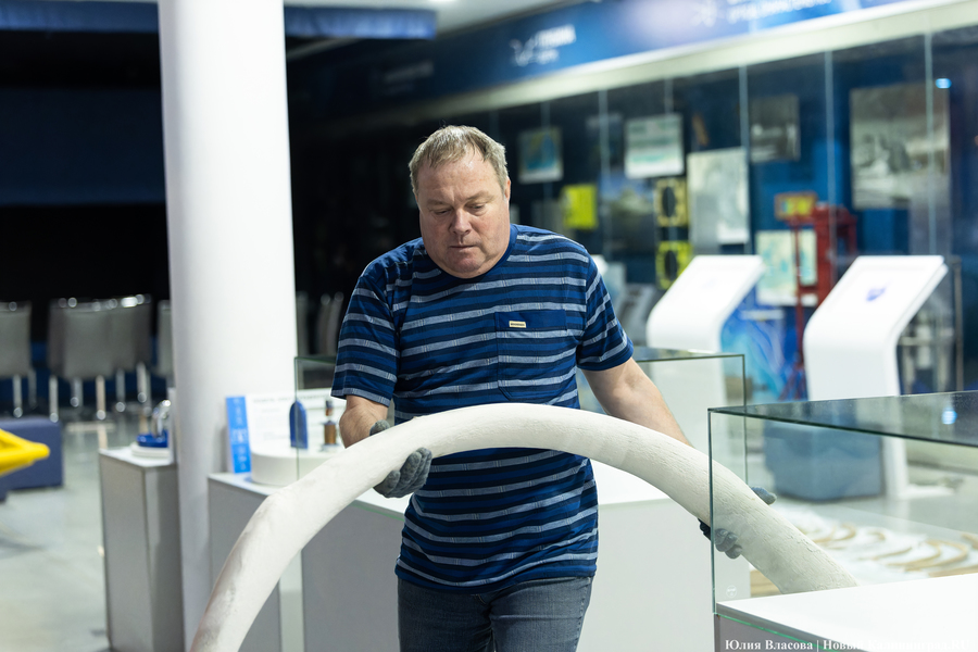 Первый «обитатель» «Планеты Океан»: скелет кашалота переезжает из «Глубины» (фото)