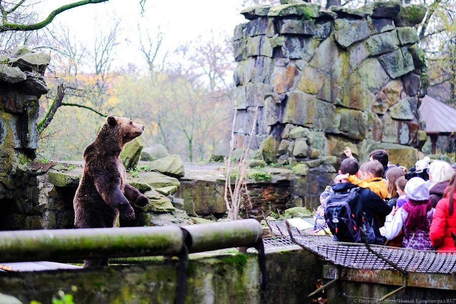 Светлана Соколова: 75% посетителей Калининградского зоопарка — туристы