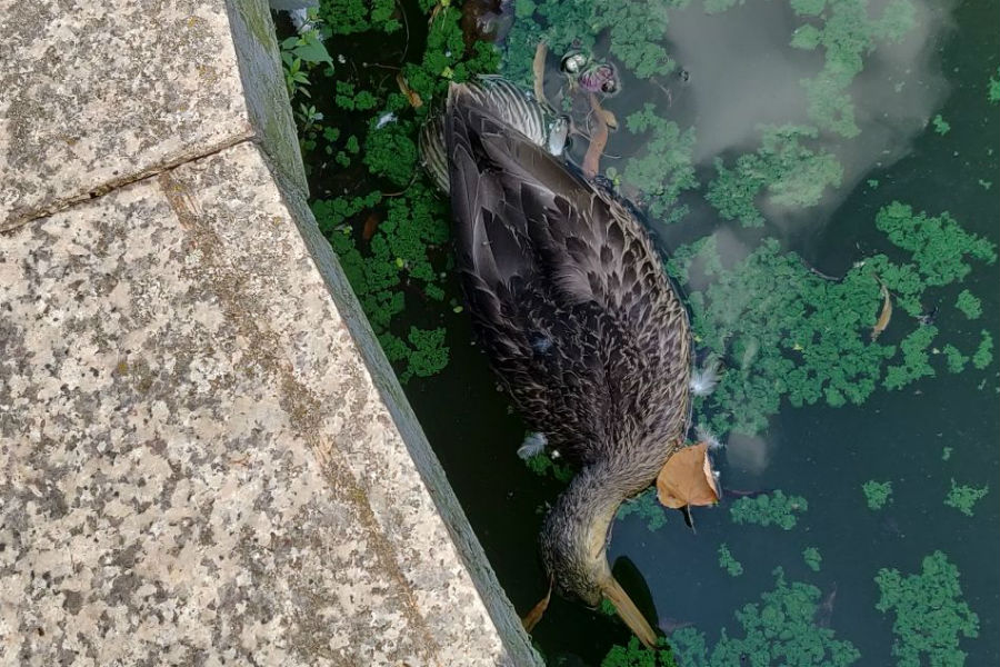 На Верхнем озере в Калининграде обнаружили мертвых уток (фото)