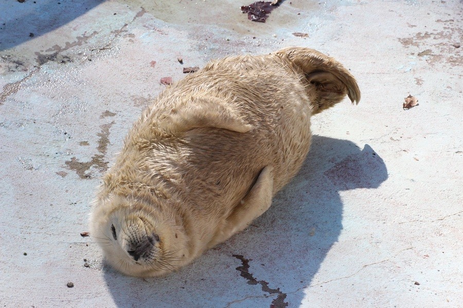 В Калининградском зоопарке родились два тюленя (фото)