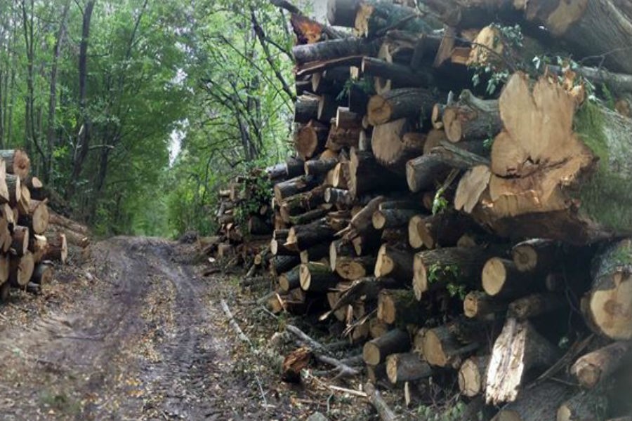 Жители Светлогорска жалуются на масштабную вырубку в местном лесу