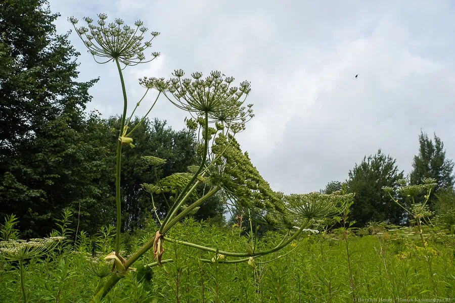 В Зеленоградском округе приступили к обработке сельхозугодий от борщевика