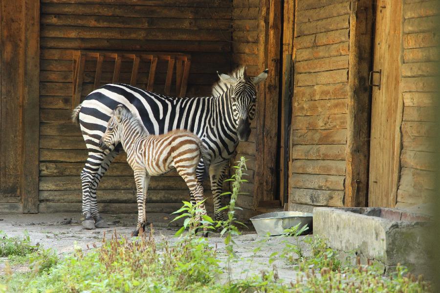 Фото предоставлено пресс-службой Калининградского зоопарка.
