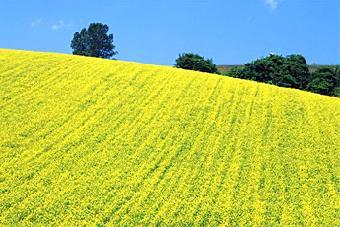За зиму в области погибло 80% озимого рапса