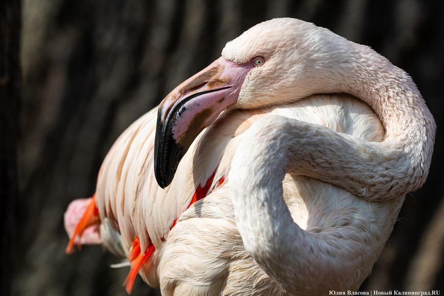 И пух, и перья: как в Калининградском зоопарке отметили День птиц (фото)