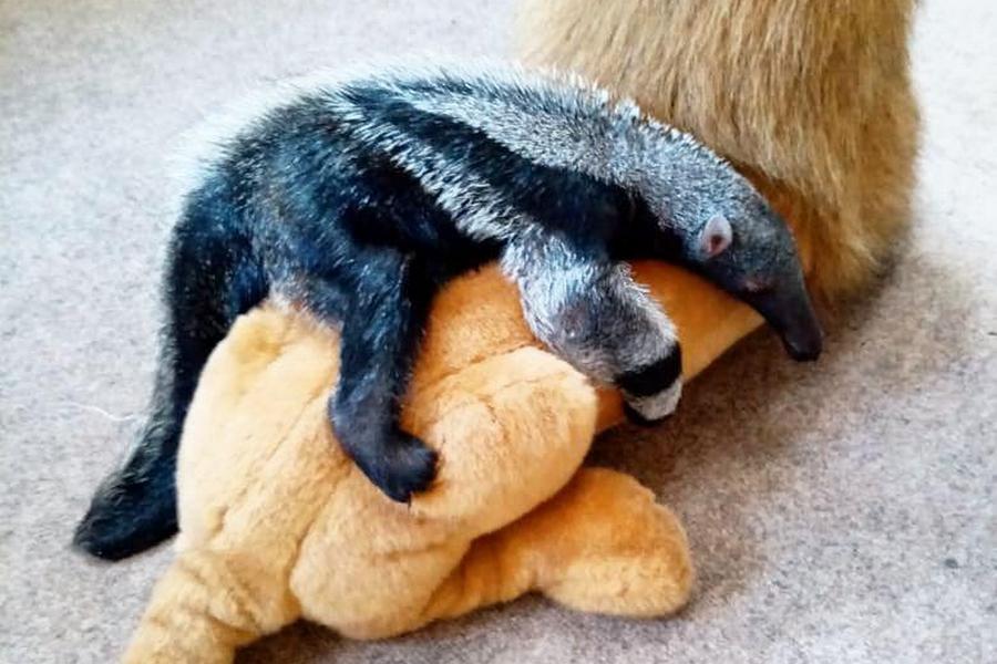 Фото предоставлено Калининградским зоопарком