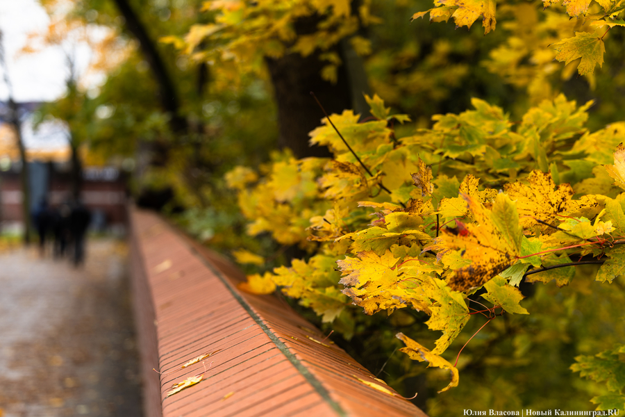 Погода в Калининградской области 7 ноября