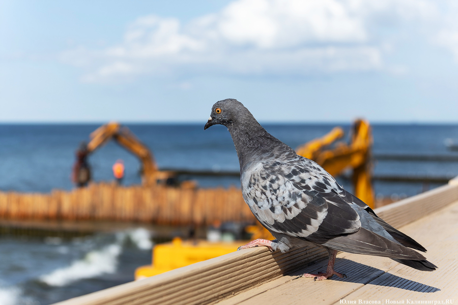 С видом на море и стройку: как выглядит пляж в Светлогорске этим летом