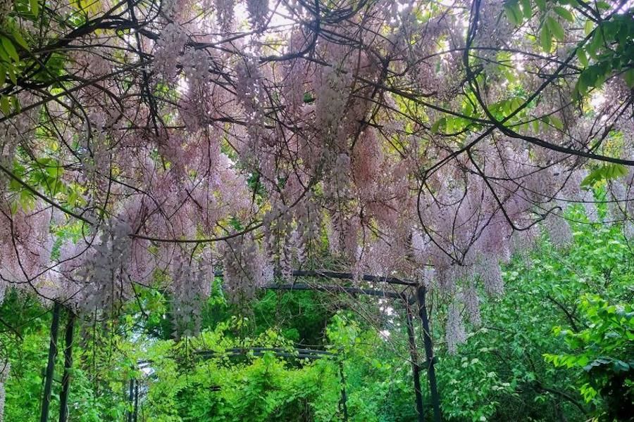 «Просто великолепно»: в Ботаническом саду зацвела японская глициния (фото)