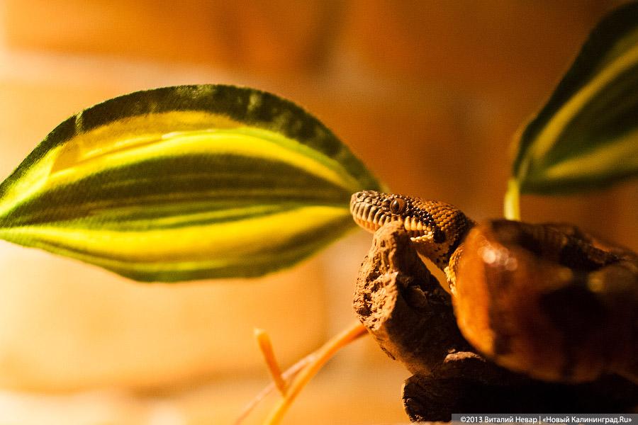 «Зов джунглей»: фоторепортаж с открытия первого калининградского экзотариума