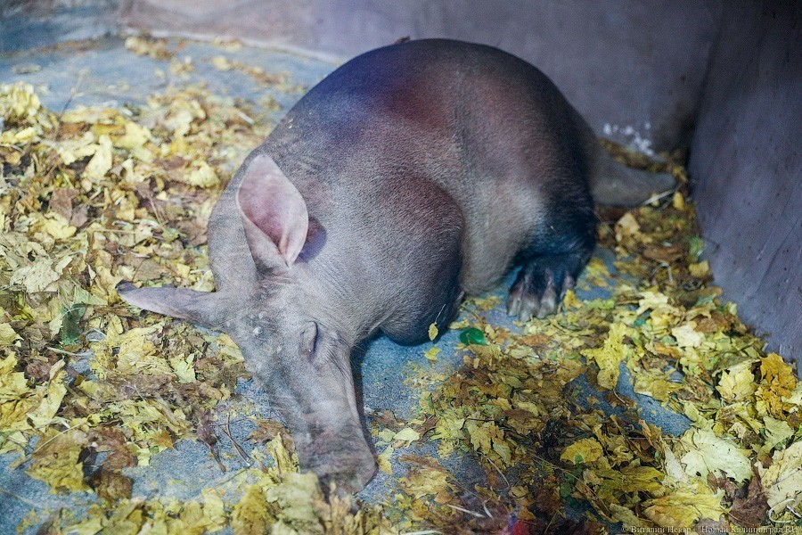 Виталий Невар / Новый Калининград