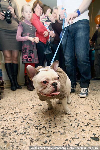 «Ой какая маленькая»: дефиле мини-собачек в музее янтаря