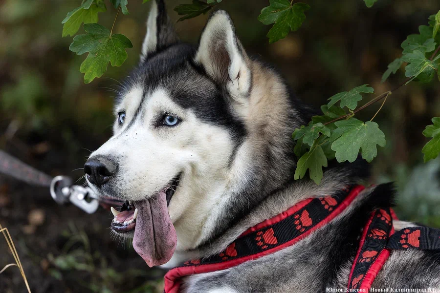 Заксобрание поддержало введение штрафов за нарушение правил выгула собак