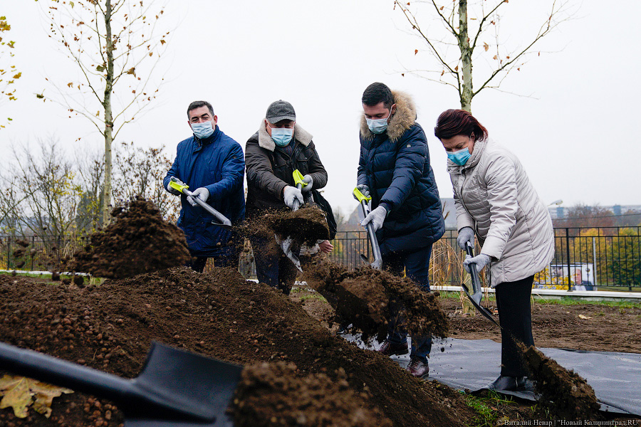 «Платанические» отношения: чиновники и бизнесмены посадили аллею у Дома Советов (фото)
