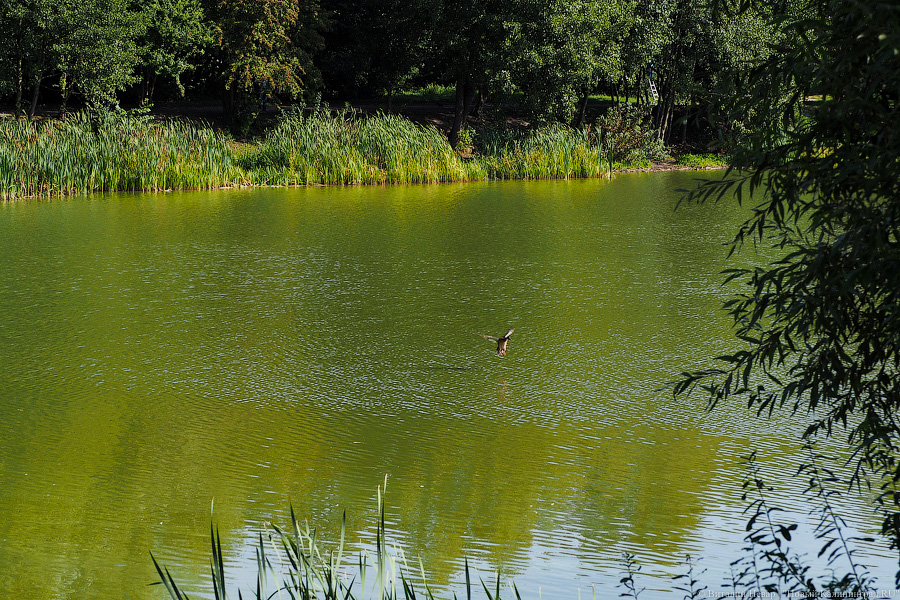 Под Неманом у озера нашли тело 70-летнего мужчины