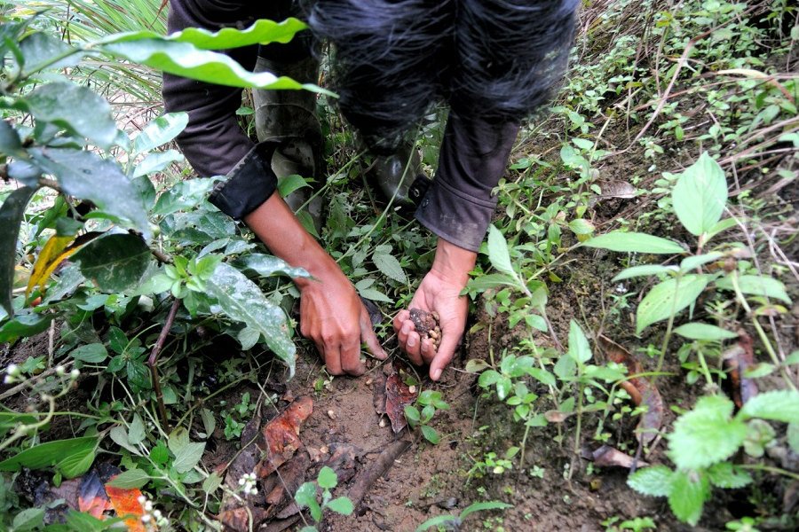 Один из самых дорогих кофе — лювак — теперь можно заказать в Калининграде