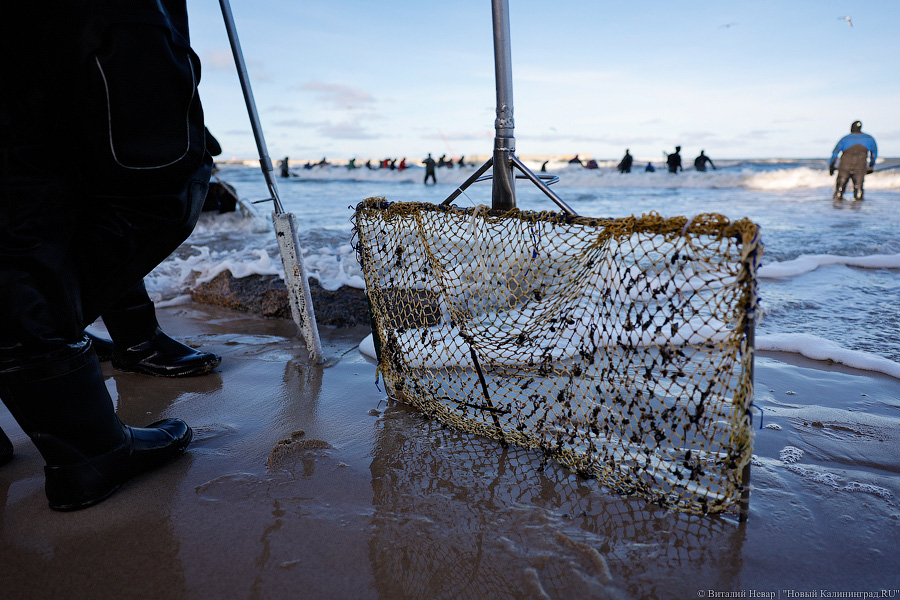 Лучшее время: как в Пионерском ловят янтарь после шторма (фото)
