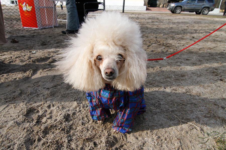 «Главные по тарелочкам»: фоторепортаж с соревнований по дог-фрисби