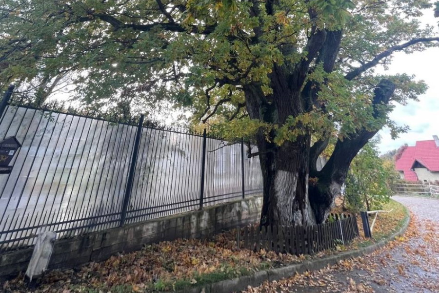В реестр старовозрастных деревьев России попал 500-летний дуб из Светлогорска (фото)