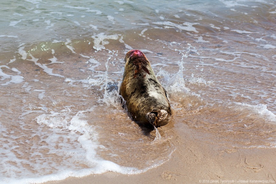 Из вольера в море: зоопарк отпустил на волю найденных в апреле тюленей