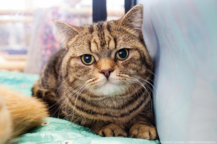Котики. Портреты: в ДКЖ прошла выставка-продажа котят разных пород