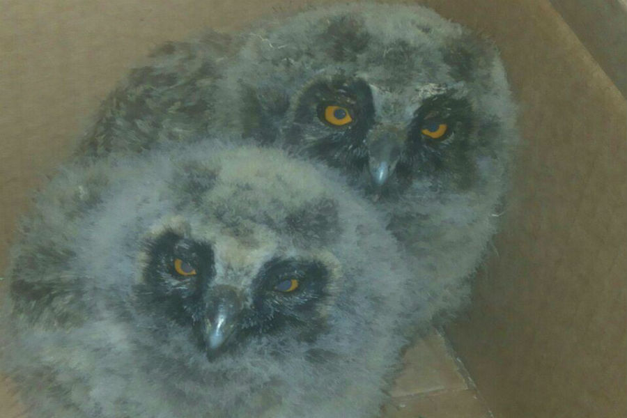 В Немане полицейский спас двух совят и забрал их домой (фото)