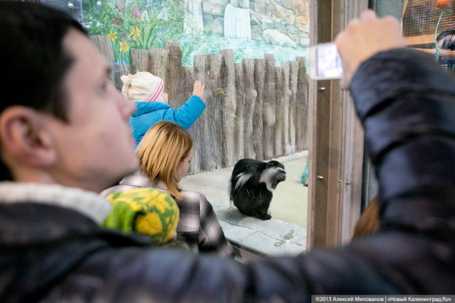 И наконец построили: в зоопарке открылся обновлённый обезьянник
