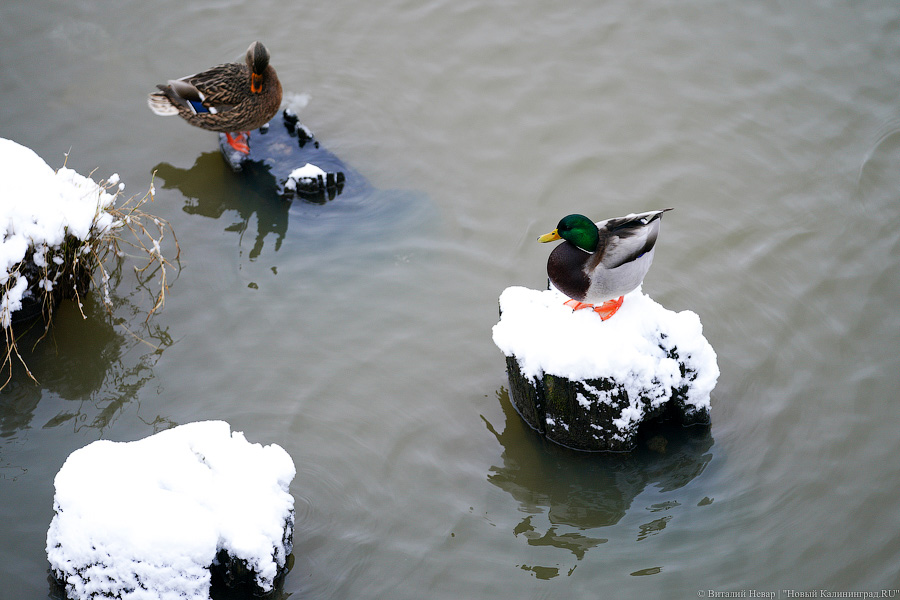 За ночь Калининград замело снегом. Вот как выглядел город утром 13 января (фото)