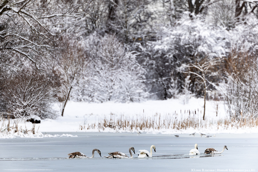 Повсеместный гололёд: погода в Калининградской области 26 января