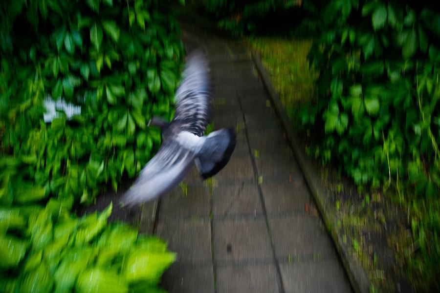 На неведомых дорожках: дендропарк калининградского Экоцентра