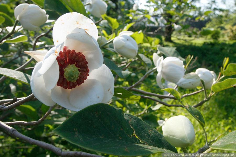 "Самая зеленая зона": фоторепортаж "Нового Калининграда.Ru"