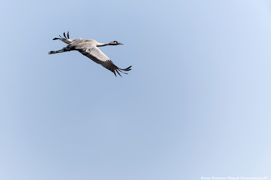 Мартовский «курлык»: в Калининградскую область вернулись журавли (фото)