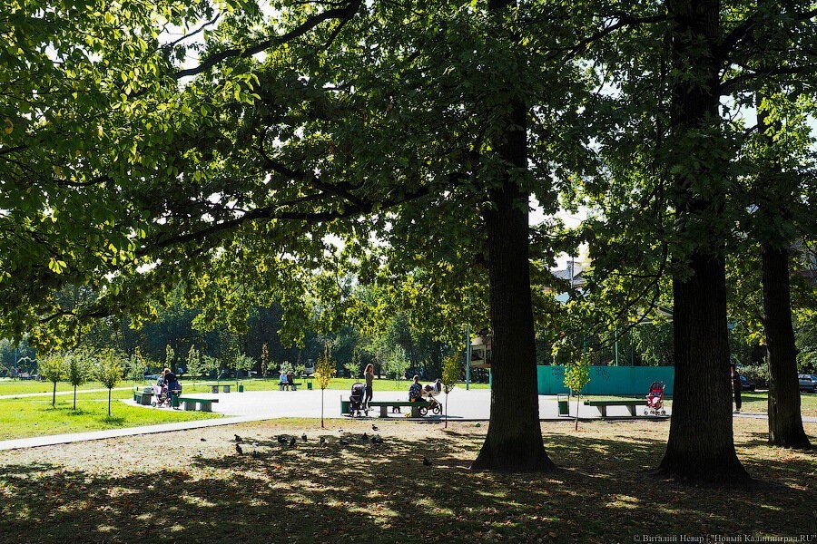 С 12 марта в Калининграде начнут противоклещевую обработку зелёных зон