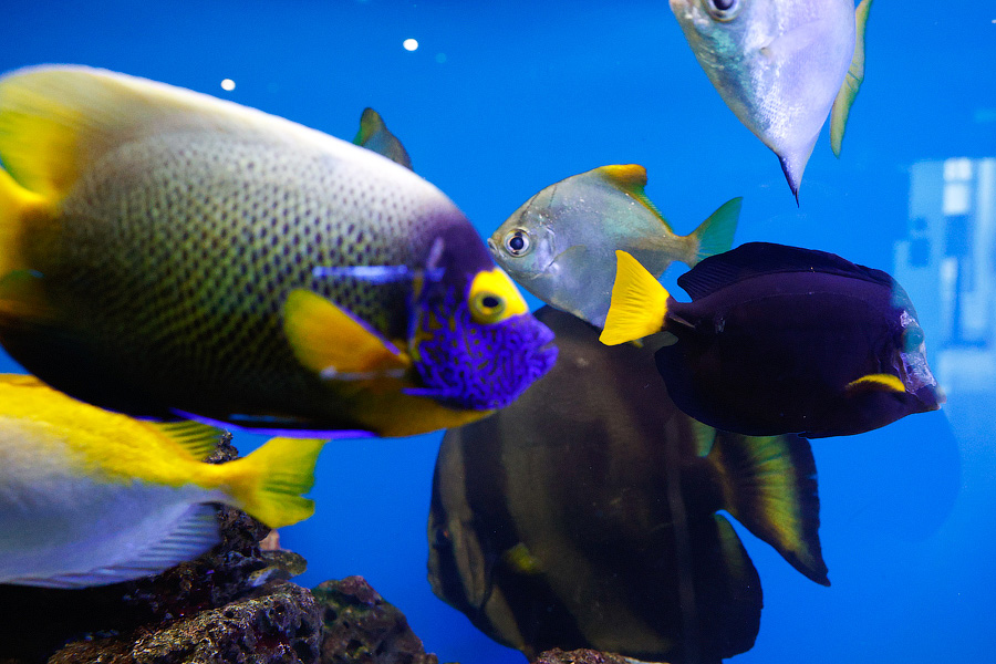 Baby Shark: в Музее Мирового океана родились «акулята-котята» (фото)