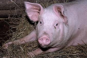 Россельхознадзор: в Латвии в июле были зафиксированы 24 вспышки АЧС