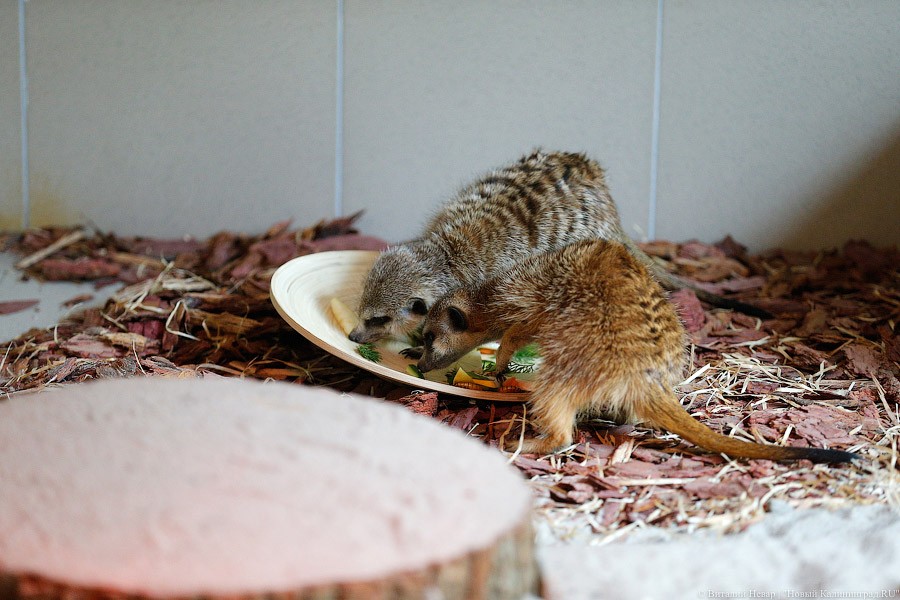 Просто милашки: в Калининградском зоопарке обживаются две самки сурикатов