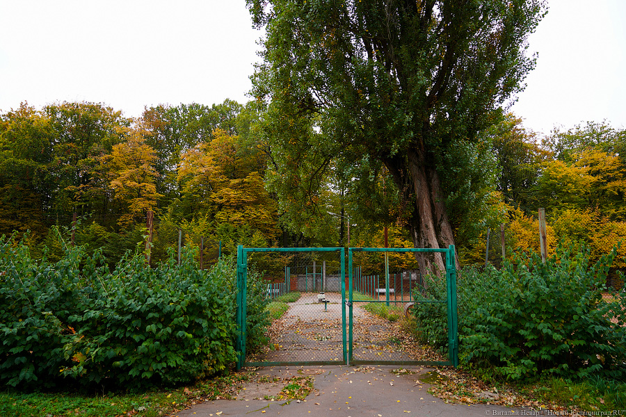 Увидеть в последний раз: осень на стадионе «Спартак», который хотят застроить (фото)