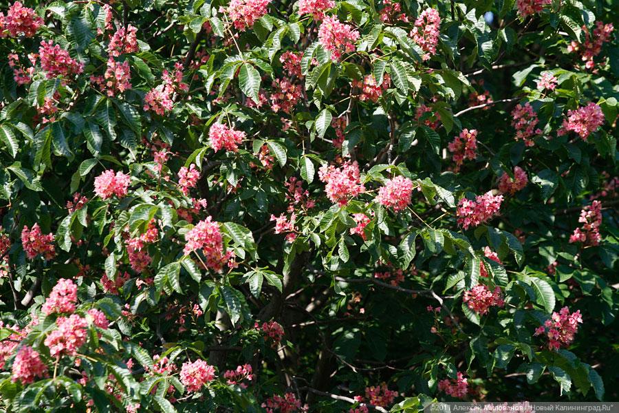 "Самая зеленая зона": фоторепортаж "Нового Калининграда.Ru"