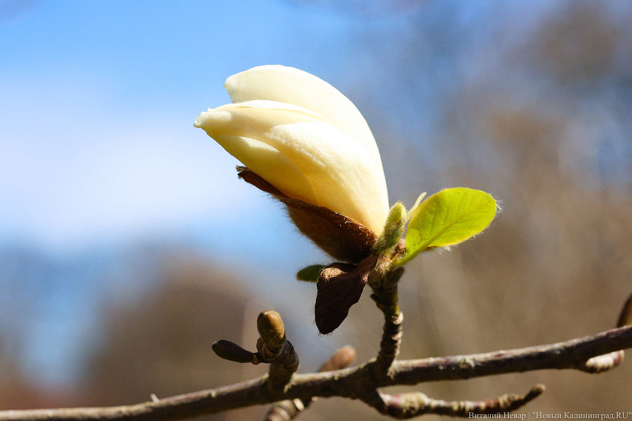 В Ботаническом саду БФУ им. Канта повторно зацвели магнолии