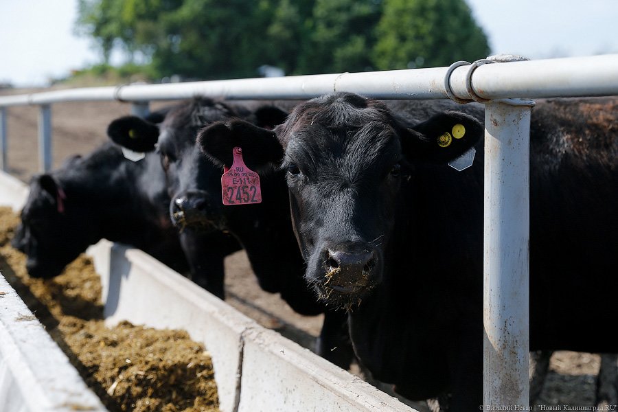 Бойня за землю: что мешает развиваться «Мираторгу» в Калининградской области