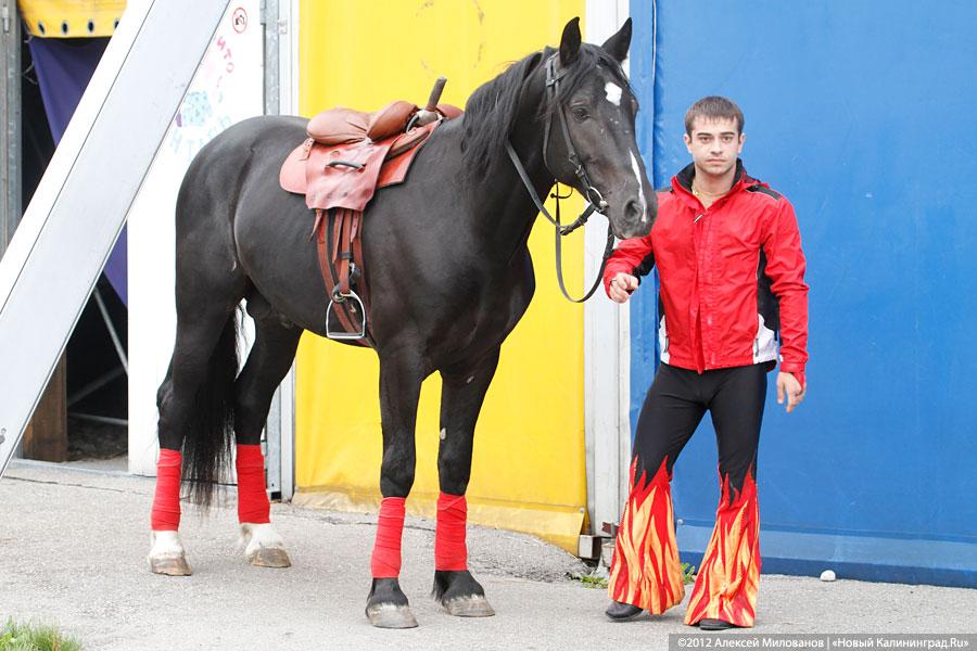 «Цирк в подарок»: фоторепортаж c премьеры цирковой программы
