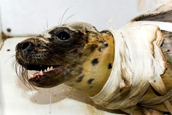Спасенную год назад тюлениху-подкидыша после реабилитации хотят выпустить в море