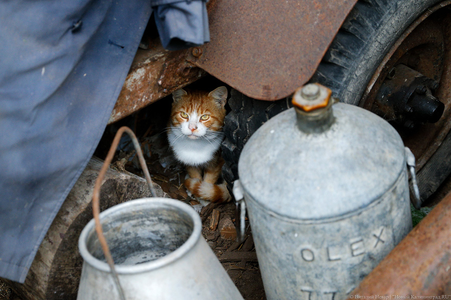 Картошка с молоком: как живут «лучшие начинающие фермеры России» из Славска