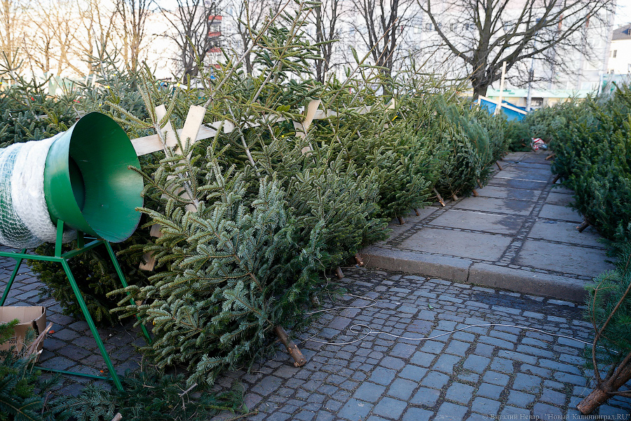 Губернаторский распил: как Алиханов ёлку выбирал