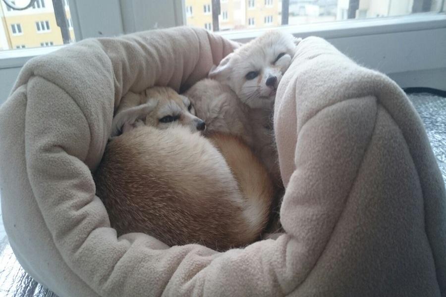 Длинноухое фыр-фыр-фыр: пара фенеков поселилась в Калининграде